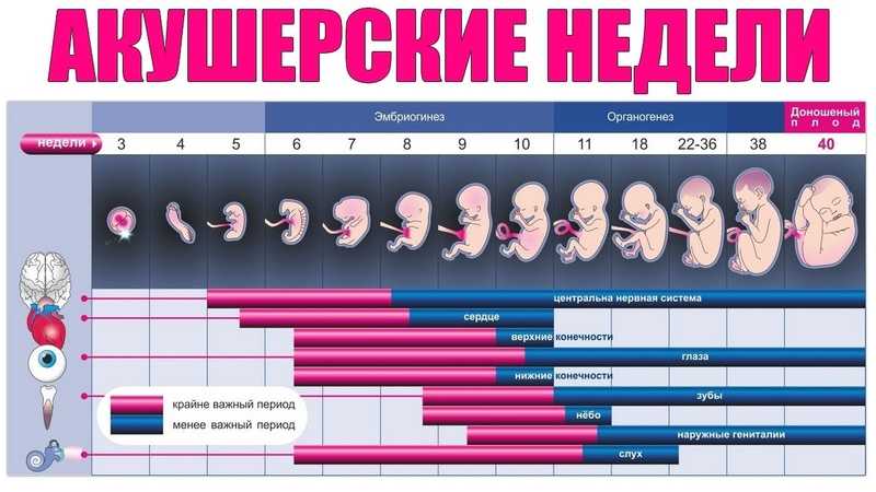 Внутриутробное развитие ребенка | mamusiki.ru