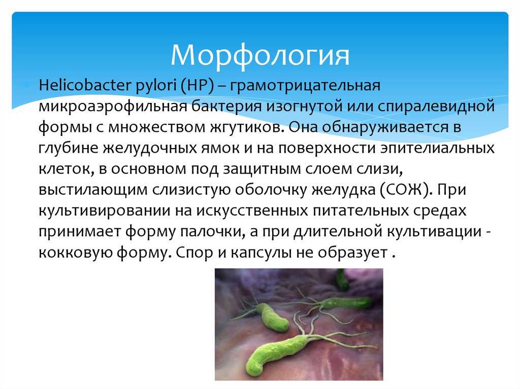 Helicobacter pylori y emociones