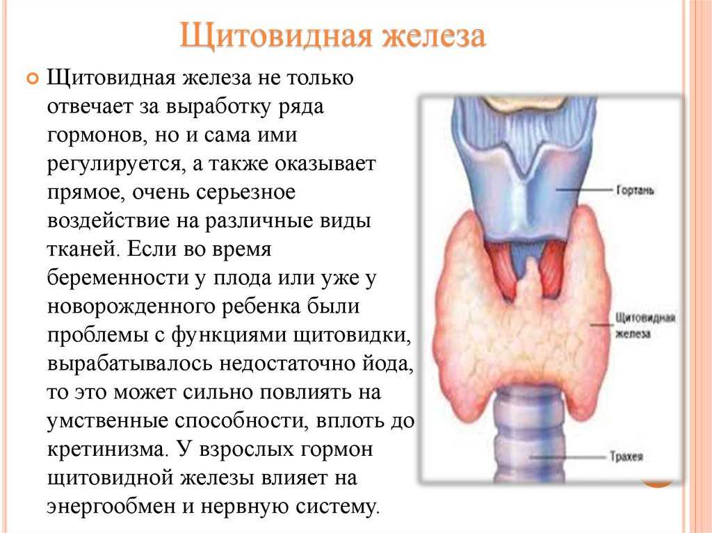 Все о зобе щитовидной железы: причины, симптомы и признаки, профилактика, классификация, виды, степени и осложнения