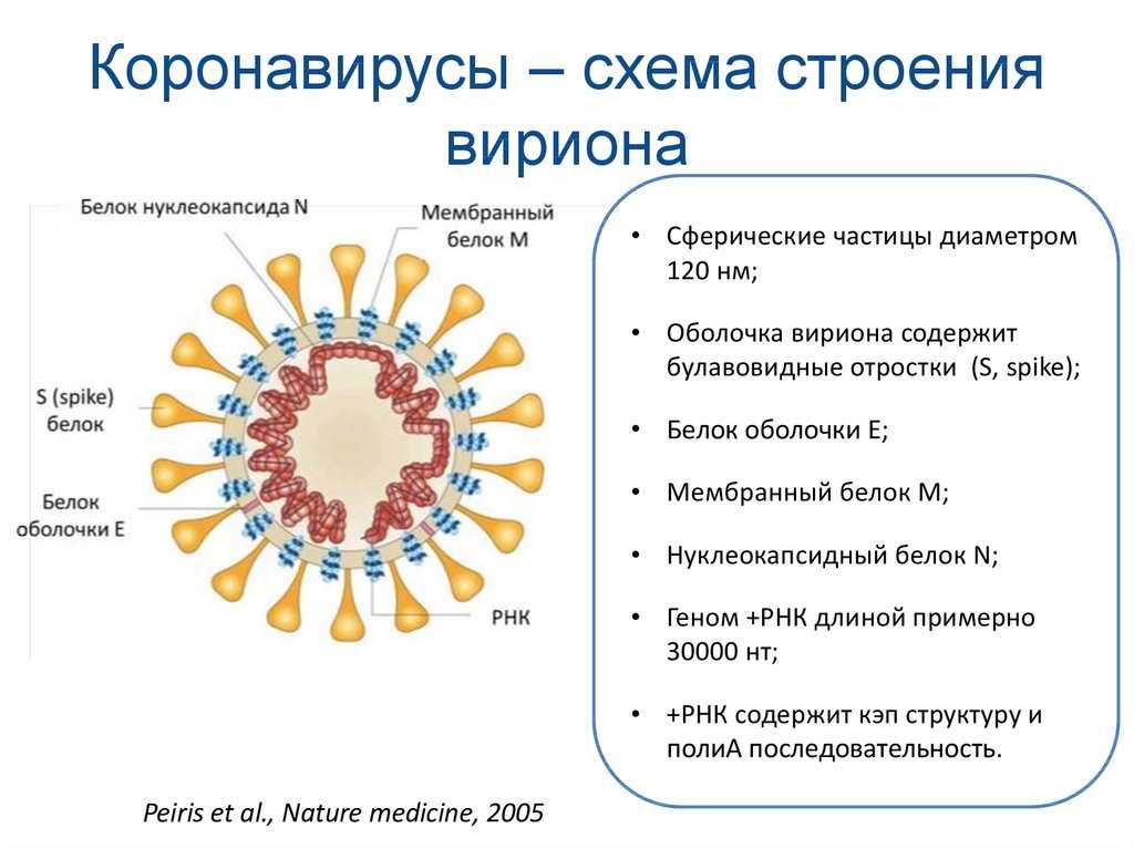 Симптомы коронавируса у человека в 2021: первые признаки, лечение и последствия