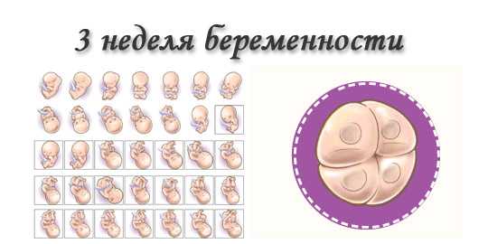 Беременность 3 недели описание и фото — евромедклиник