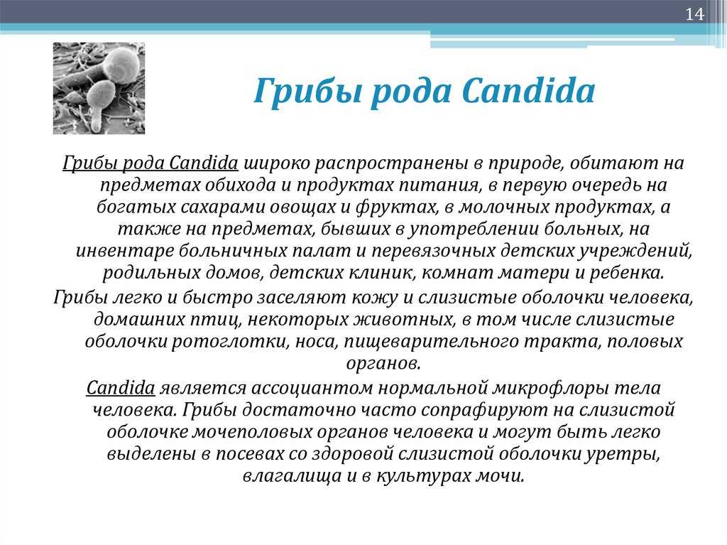 Молочница гриб. Грибы рода Candida являются. Свойства грибов рода Candida:. Характеристика грибов рода Candida.