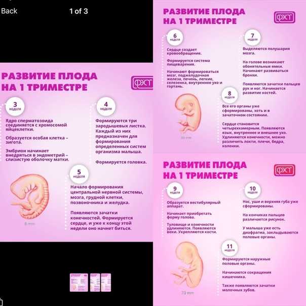 Начало беременности. развитие плода в первом триместре. что нужно знать