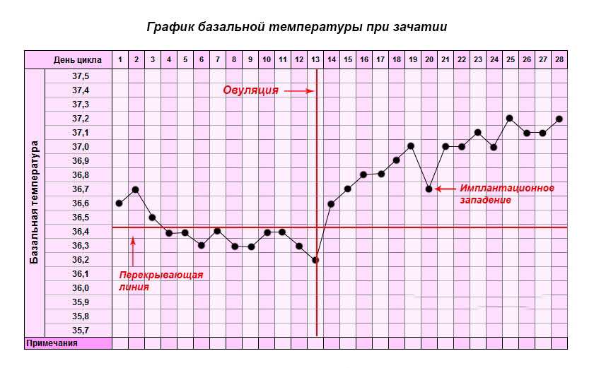 График базальной температуры: норма, измерение