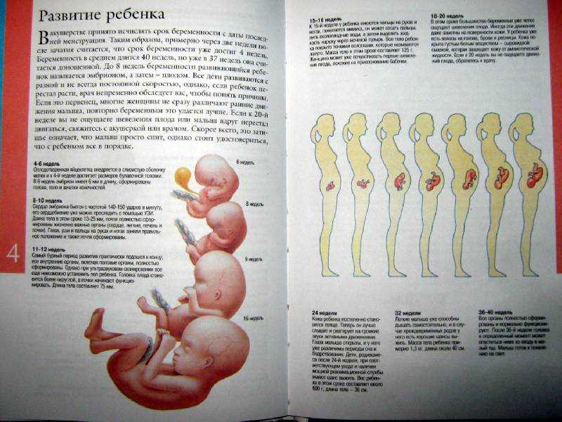 Внутриутробное развитие ребенка в первой половине беременности