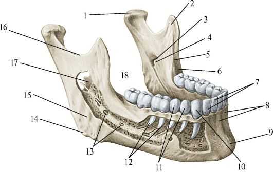 Анатомия нижней и верхней челюсти человека