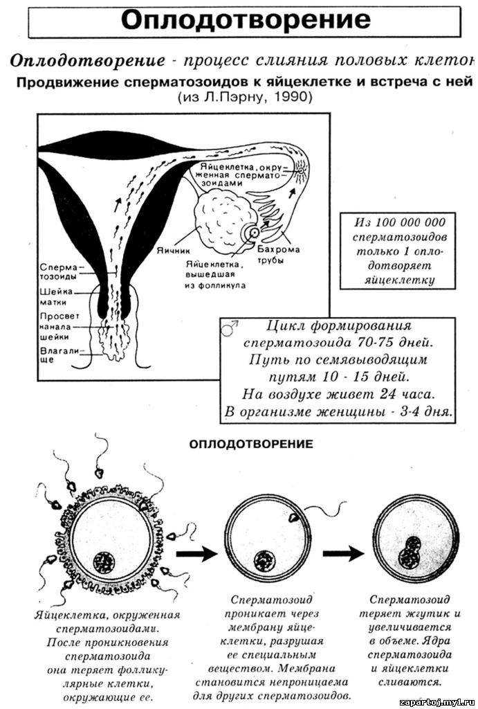 Характерные признаки оплодотворения яйцеклетки в первые дни после зачатия: в ощущениях, поведении, психологическом аспекте