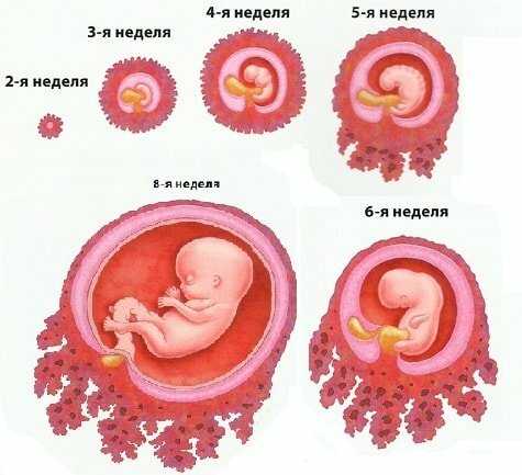 Беременность 3 недели рост и развитие плода