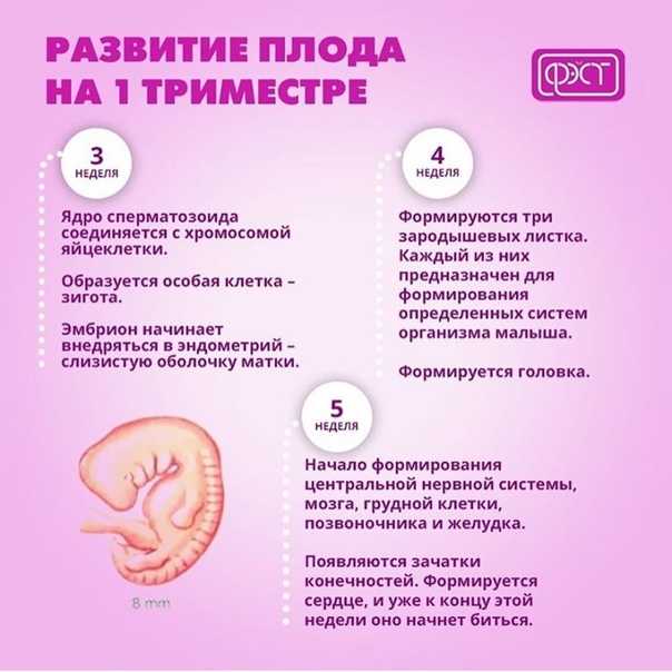 5 неделя беременности: развитие плода | pampers россия