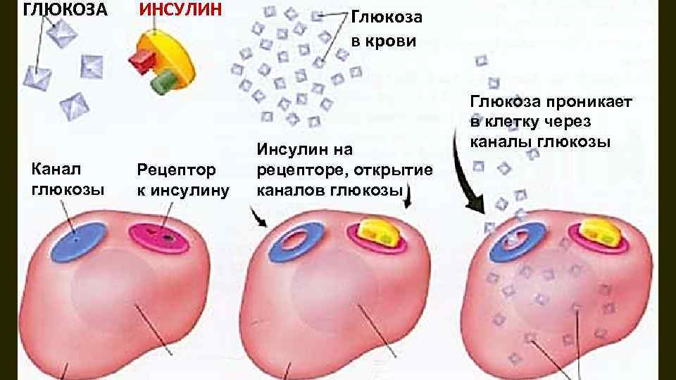 Инсулин длительного и короткого действия | medtronic diabetes russia