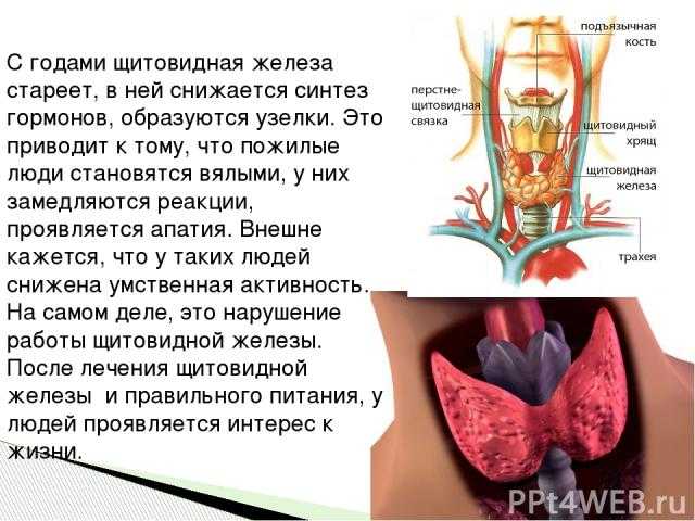 Заболевания щитовидной железы и беременность