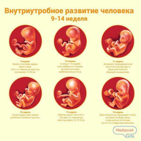 Развитие плода: гаструляция, эмбриональный период