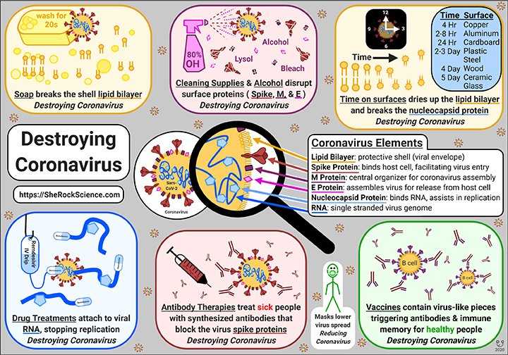 Бессимптомные и переболевшие особенно опасны. главные мифы о том, когда коронавирус уже не заразен