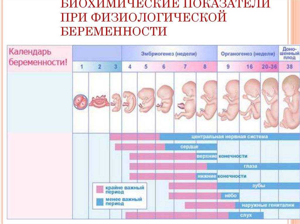5 недель беременности описание и фото — евромедклиник