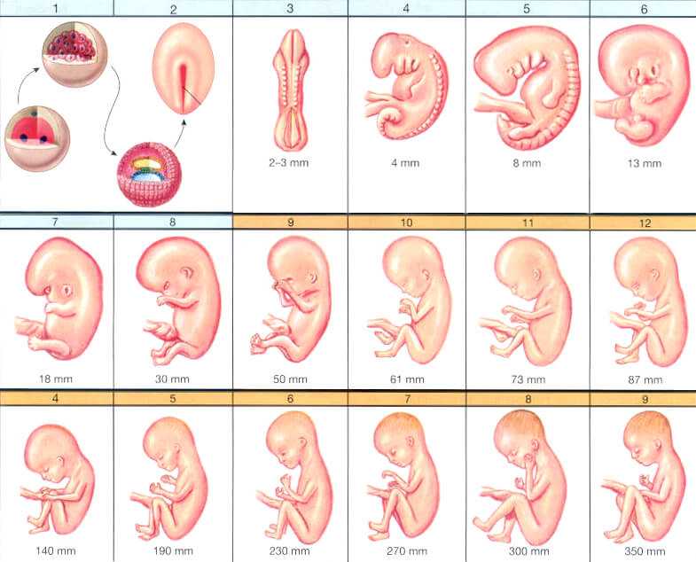Первая неделя внутриутробного развития ребенка оплодотворенная яйцеклетка, а точнее - уже яйцо, перемещается по маточной трубе в матку.