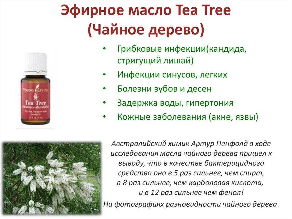 Масло чайного дерева. применение и свойства