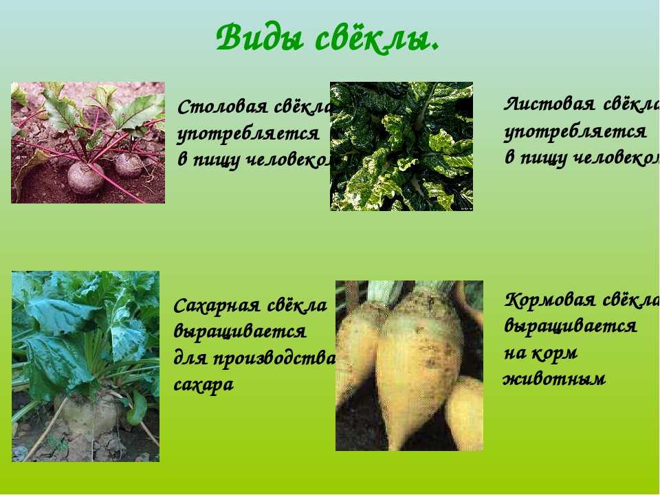 Ферментированные овощи: как приготовить дома, рецепты : польза и вред ::  jivilife.ru