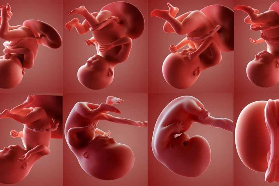 Первая неделя беременности после зачатия: ощущения, узи плода, задержка месячных, боли в животе | nutrilak