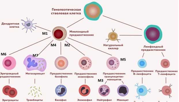Лейкоцитарная формула (дифференцированный подсчет лейкоцитов, лейкоцитограмма, differential white blood cell count)  с микроскопией мазка крови при наличии патологических сдвигов